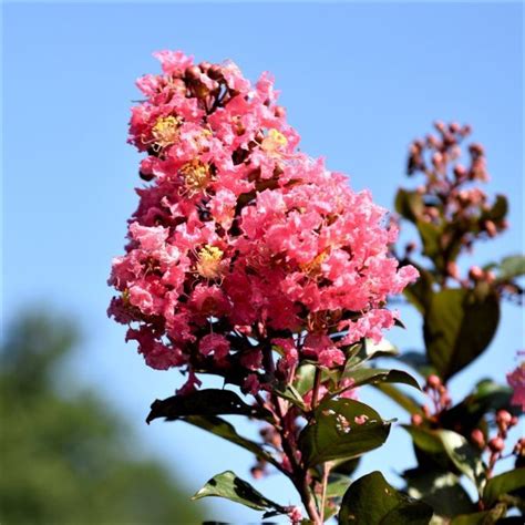 Coral Magic Crepe Myrtle: An Exquisite Addition to Any Outdoor Space